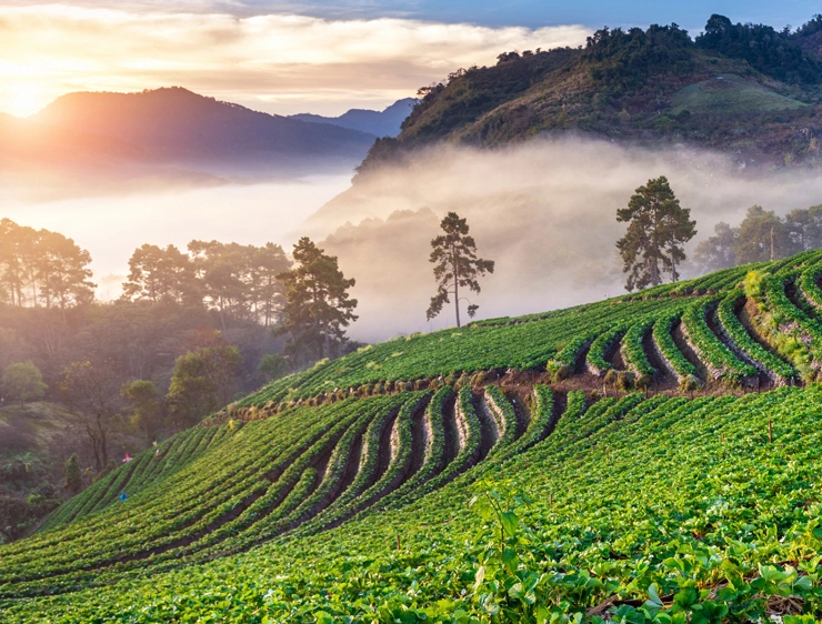 Bungalow Estates for Sale in Kotagiri, Nilgiris